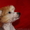 Китайская хохлатая собака.Голые щенки 2,5мес.КСУ - <ro>Изображение</ro><ru>Изображение</ru> #4, <ru>Объявление</ru> #213613