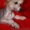Китайская хохлатая собака.Голые щенки 2,5мес.КСУ - <ro>Изображение</ro><ru>Изображение</ru> #6, <ru>Объявление</ru> #213613