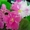 Ещё фиалки цветущие 100 сортов - <ro>Изображение</ro><ru>Изображение</ru> #1, <ru>Объявление</ru> #197261