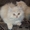 Кремовый персидский котенок #218625