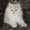 Кремовый персидский котенок - <ro>Изображение</ro><ru>Изображение</ru> #2, <ru>Объявление</ru> #218625