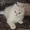Кремовый персидский котенок - <ro>Изображение</ro><ru>Изображение</ru> #1, <ru>Объявление</ru> #218625