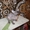 Котята канадского сфинксов - <ro>Изображение</ro><ru>Изображение</ru> #1, <ru>Объявление</ru> #260332