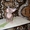 Котята канадского сфинксов - <ro>Изображение</ro><ru>Изображение</ru> #3, <ru>Объявление</ru> #260332