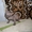 Котята канадского сфинксов - <ro>Изображение</ro><ru>Изображение</ru> #4, <ru>Объявление</ru> #260332