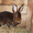 Продам кроликов породы кастор рекс #249154