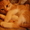 Отдам в хорошие руки рыже-полосатого котенка #251001