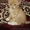 Отдам в хорошие руки персикового котеночка - <ro>Изображение</ro><ru>Изображение</ru> #1, <ru>Объявление</ru> #250994