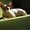 Котята канадского сфинксов - <ro>Изображение</ro><ru>Изображение</ru> #5, <ru>Объявление</ru> #260332