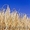 семена озимых-рапса, ячменя, пшеницы #306130