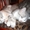 Подарю очаровательных котят - <ro>Изображение</ro><ru>Изображение</ru> #3, <ru>Объявление</ru> #378187