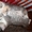Подарю очаровательных котят - <ro>Изображение</ro><ru>Изображение</ru> #4, <ru>Объявление</ru> #378187