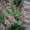 продам цветы садовые недорого - <ro>Изображение</ro><ru>Изображение</ru> #1, <ru>Объявление</ru> #405031