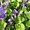 продам цветы садовые недорого - <ro>Изображение</ro><ru>Изображение</ru> #4, <ru>Объявление</ru> #405031