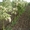 Посади дерево! саженцы декоративных деревьев от "Садпроект" - <ro>Изображение</ro><ru>Изображение</ru> #2, <ru>Объявление</ru> #414745