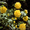 продам цветы садовые недорого - <ro>Изображение</ro><ru>Изображение</ru> #2, <ru>Объявление</ru> #405031