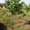 Посади дерево! саженцы декоративных деревьев от "Садпроект" - <ro>Изображение</ro><ru>Изображение</ru> #4, <ru>Объявление</ru> #414745