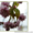 Саженцы: сакура (слива мелкопильчатая ) «Канзан»  «Роял Бургунд» «Аманогава»  - <ro>Изображение</ro><ru>Изображение</ru> #2, <ru>Объявление</ru> #457072