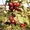 Саженцы: яблоня ягодная декоративная (райская). - <ro>Изображение</ro><ru>Изображение</ru> #1, <ru>Объявление</ru> #457075