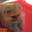 Щеночки померанского шпица крем и оранж тип Медвежонок! - <ro>Изображение</ro><ru>Изображение</ru> #1, <ru>Объявление</ru> #493606