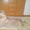 Породистые щенки Американского стаффордширского терьера редких окрасов. - <ro>Изображение</ro><ru>Изображение</ru> #8, <ru>Объявление</ru> #505414