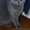 Британские котята - плюшевые красавцы! #501523