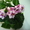 Фиалки цветущие - <ro>Изображение</ro><ru>Изображение</ru> #4, <ru>Объявление</ru> #517110