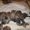 Породистые щенки Американского стаффордширского терьера редких окрасов. - <ro>Изображение</ro><ru>Изображение</ru> #5, <ru>Объявление</ru> #505414