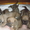 Породистые щенки Американского стаффордширского терьера редких окрасов. - <ro>Изображение</ro><ru>Изображение</ru> #1, <ru>Объявление</ru> #505414