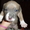 Породистые щенки Американского стаффордширского терьера редких окрасов. - <ro>Изображение</ro><ru>Изображение</ru> #2, <ru>Объявление</ru> #505414