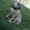 Породистые щенки Американского стаффордширского терьера редких окрасов. - <ro>Изображение</ro><ru>Изображение</ru> #7, <ru>Объявление</ru> #505414