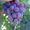 виноград привитые саженцы - <ro>Изображение</ro><ru>Изображение</ru> #3, <ru>Объявление</ru> #173613