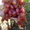 виноград привитые саженцы - <ro>Изображение</ro><ru>Изображение</ru> #2, <ru>Объявление</ru> #173613