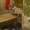 Балковская /Ольгиевский спуск.  Малиновский   слободка 3х комнатная сталинка  - <ro>Изображение</ro><ru>Изображение</ru> #2, <ru>Объявление</ru> #531218