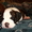 Элитные щенки американского стаффордширского терьера - <ro>Изображение</ro><ru>Изображение</ru> #2, <ru>Объявление</ru> #186689