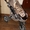 Детская универсальная коляска Adamex Mustang 2 в 1 #520695