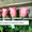 Оптовая продажа долгосвежих (до 5 лет) роз из Франции - <ro>Изображение</ro><ru>Изображение</ru> #4, <ru>Объявление</ru> #571402