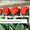 Оптовая продажа долгосвежих (до 5 лет) роз из Франции - <ro>Изображение</ro><ru>Изображение</ru> #6, <ru>Объявление</ru> #571402