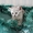 Волшебные кошки  - <ro>Изображение</ro><ru>Изображение</ru> #2, <ru>Объявление</ru> #518581