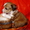 Китайская хохлатая собачка. Щенки - <ro>Изображение</ro><ru>Изображение</ru> #4, <ru>Объявление</ru> #569734