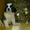 Московская сторожевая – щенки из питомника #639063