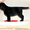 Перспективный щенок Лабрадора ретривера #650360