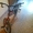 велосипед БМХ дисковые тормоза с переди и взади - <ro>Изображение</ro><ru>Изображение</ru> #5, <ru>Объявление</ru> #648805