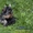 Элитные щеночки йоркширского терьера vip-classa - <ro>Изображение</ro><ru>Изображение</ru> #3, <ru>Объявление</ru> #665846