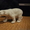 белый фарфоровый мишка - <ro>Изображение</ro><ru>Изображение</ru> #1, <ru>Объявление</ru> #686609