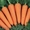 морковь Абако с поля в Одесской обл. - <ro>Изображение</ro><ru>Изображение</ru> #1, <ru>Объявление</ru> #727041