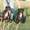 Щенки Американского Стаффордширского Терьера, 2 девочки и 2 мальчика! - <ro>Изображение</ro><ru>Изображение</ru> #1, <ru>Объявление</ru> #741701