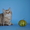 шотландские вислоухие котята из питомника - <ro>Изображение</ro><ru>Изображение</ru> #5, <ru>Объявление</ru> #754612