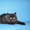 шотландские вислоухие котята из питомника - <ro>Изображение</ro><ru>Изображение</ru> #2, <ru>Объявление</ru> #754612