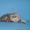 шотландские вислоухие котята из питомника - <ro>Изображение</ro><ru>Изображение</ru> #4, <ru>Объявление</ru> #754612